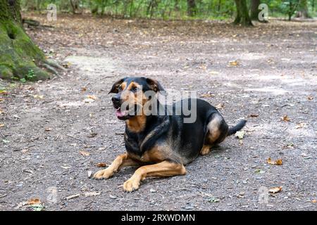 mix breed in the forest, dog lying in the forest Stock Photo