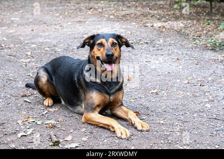 mix breed in the forest, dog lying in the forest Stock Photo