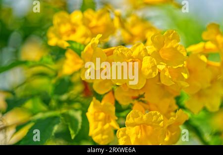 Beautiful yellow Bougainvillea with morning light in the park. Stock Photo