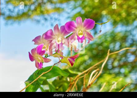 Close-up Cattleya orchids in a park in the morning, blurred background of trees and blue sky. Stock Photo