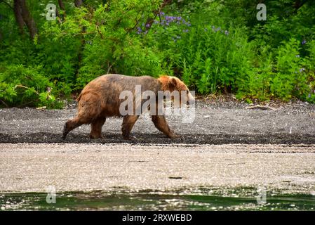 grizzly bears prying on salmon in Kurile Lake, Kamchtka, Russia Stock Photo