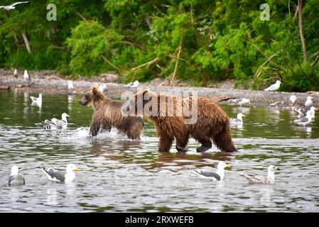 grizzly bears prying on salmon in Kurile Lake, Kamchatka, Russia Stock Photo