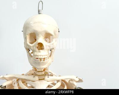 An artificial human skeleton in a laboratory classroom isolated on a white background. Stock Photo