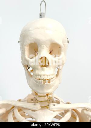 An artificial human skeleton in a laboratory classroom isolated on a white background. Stock Photo