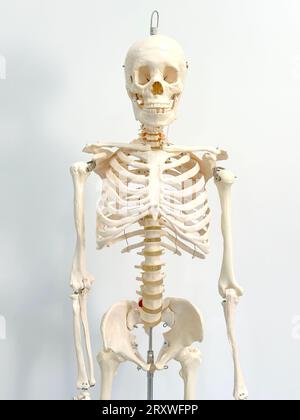 An artificial human skeleton in a laboratory classroom isolated on a white background. Stock Photo
