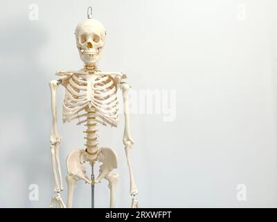 An artificial human skeleton in a laboratory classroom isolated on a white background. Stock Photo