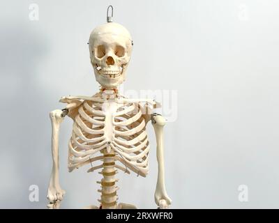 An artificial human skeleton in a laboratory classroom isolated on a white background. Stock Photo