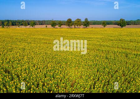 Spaetsommer in Brandenburg DEU/Deutschland/Brandenburg/Casel, 27.09.2023, Spaetsommerwetter in Brandenburg - Sonnenblumen bluehen Ende September bei sommerlichen Temperaturen von ueber 25 Grad auf einem Feld bei Casel Drebkau in der Lausitz. Luftaufnahme mit einer Drohne. *** Spaetsommer in Brandenburg DEU Germany Brandenburg Casel, 27 09 2023, Spaetsommerwetter in Brandenburg sunflowers blossom at the end of September at summer temperatures of over 25 degrees on a field near Casel Drebkau in Lusatia aerial photo with a drone AF Casel 80834.jpeg Stock Photo