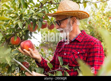Senior man farmer checking red apple fruit quality before harvest in fall Stock Photo