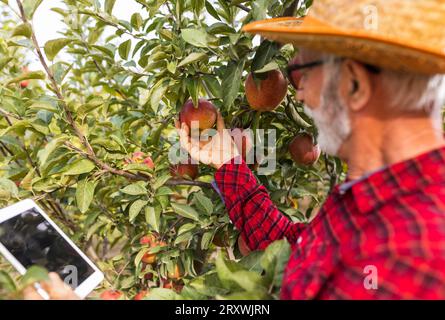 Senior man farmer checking red apple fruit quality before harvest in fall Stock Photo