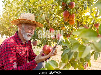 Senior man farmer checking red apple fruit quality before harvest in fall Stock Photo