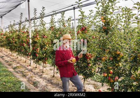 Senior farmer looking at tablet and checking apple quality in modern orchard with protective net from hail in harvest time Stock Photo
