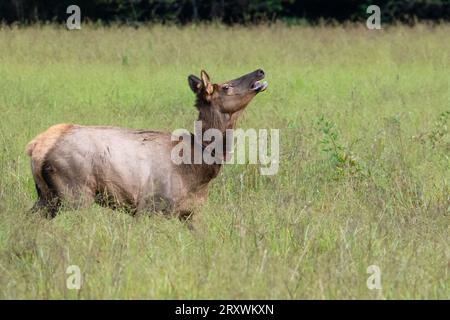 This elk cow is running for her life.  She is being followed by an angry bull Stock Photo