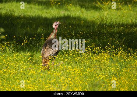 Jake (young male) wild turkey (Meleagris gallopavo) in a field of wildflowers in Shasta County California, USA Stock Photo