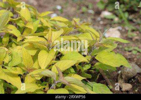 Honey melon sage (Salvia elegans) with light green leaves. Stock Photo