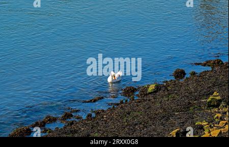 White swan and black seeweed Stock Photo