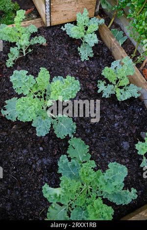 Young Curly Kale plants in a raised bed with leaf mould as a mulch. Stock Photo