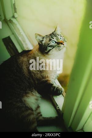 In the photo, a cute tabby domestic cat is lying on the windowsill and peering out of the window during summer. Stock Photo