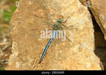 Emperor Dragonfly (Anax imperator) male at rest on rock, Herefordshire, England, June Stock Photo