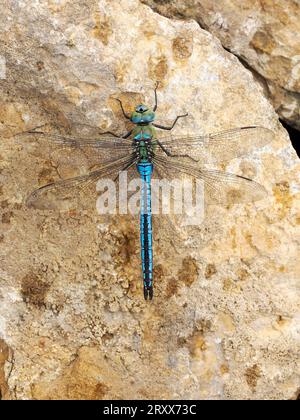 Emperor Dragonfly (Anax imperator) male resting on rock, Herefordshire, England, June Stock Photo