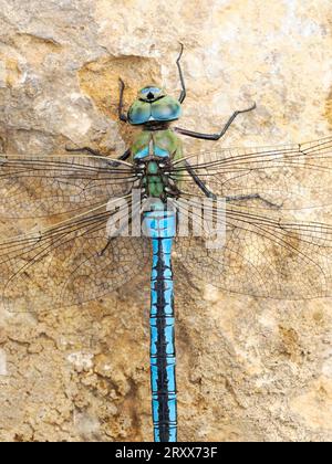 Emperor Dragonfly (Anax imperator) close-up of male resting on rock, Herefordshire, England, June Stock Photo