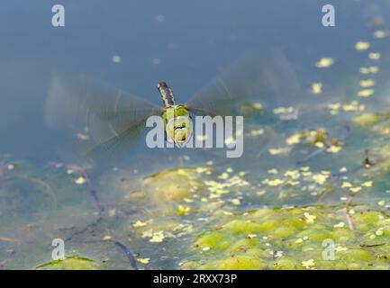 Emperor Dragonfly (Anax imperator) female in flight over pond water, Herefordshire, England, June Stock Photo