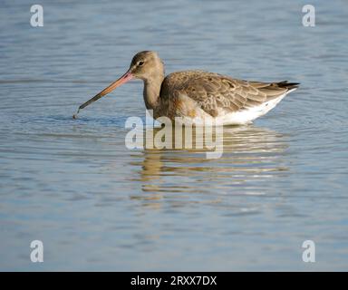 Black tailed godwit Limosa limosa feeding at a shallow freshwater lagoon at Slimbridge on the Severn estuary in Gloucestershire UK Stock Photo