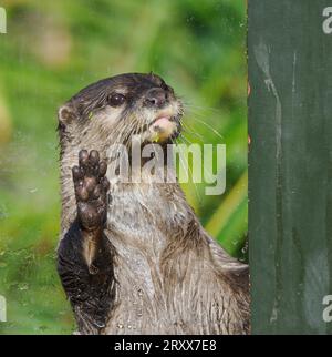 North American River Otter Lontra canadensis pressing up against the glass of its enclosure at Slimbridge Gloucestershire UK close to feeding time Stock Photo