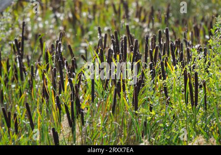 Bulrush or Common reedmace Typha latifolia flower spikes bordering a Gloucestershire lake Stock Photo