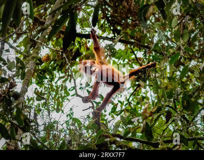 Wild juvenile Orangutan Pongo pygmaeus looking down from high in the forest canopy in the Danum Valley Sabah Borneo Stock Photo