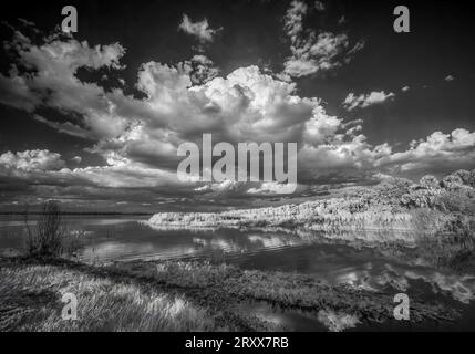 Infrared Red black and white inage of big clouds over Upper Myakka Lake in Myakka River State Park in Sarasota Florida USA Stock Photo