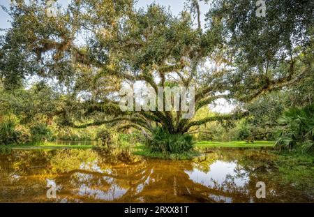 Big old tree with branches covered with ferns Myakka River State Park in Sarasota Florida USA Stock Photo