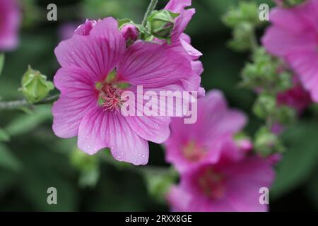 Pink tree mallow, Lavatera x clementii variety rosea, flower with rain drops in close up and a blurred background of leaves and flowers. Stock Photo