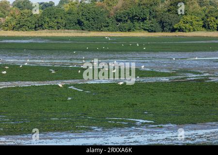 Algal bloom seen over the Holes Bay Area of Poole Harbour in Dorset at low tide. Farmers in the area of the county from where ground water and rivers flow into the sea there are being faced with having to drastically reduce the amount of Nitrogen that their farms are deemed to be responsible for as they are blamed for the amount of algae in the harbour. There are also a number of sewerage outlets that feed into the river system that feeds this part of the second largest natural harbour in the world and so farmers naturally feel angry that they are being blamed Stock Photo