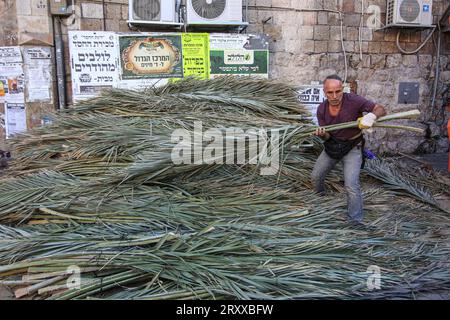 Sukkot preparations in Jerusalem An ultra-Orthodox Jewish man carries palm branches to be used as the roof of a temporary house called a Sukkah, through the Mea Shearim neighborhood of Jerusalem, Sept. 27, 2023. The Sukkah is built and lived in during the Jewish holiday of Sukkot, also known as the Feast of Tabernacles, named for the shelters the Israelites lived in as they wandered the desert for 40 years. The week-long holiday begins Friday. photo by saeed qaq Copyright: xSAEEDxQAQx 513A0770 Stock Photo