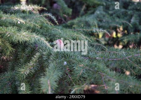 Jardine d'acclimatation, France, Cedrus deodara, the deodar cedar, Himalayan cedar, or deodar, is a species of cedar native to the Himalayas Stock Photo