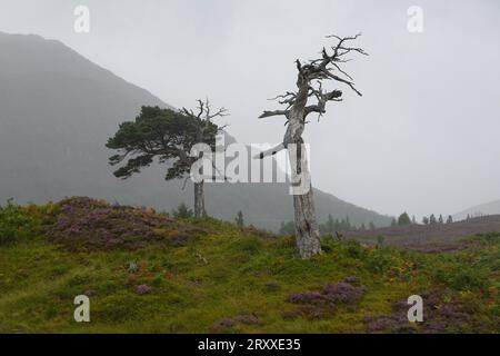 Dead Scots Pine, Pinus Sylvestri, Black Wood of Rannoch, a remnant of an ancient Caledonian forest, Loch Rannoch Scottish Highlands. Stock Photo