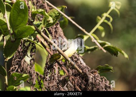 Perched Dusky-capped Flycatcher (Myiarchus tuberculifer) in Ecuador Stock Photo
