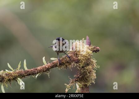 Rufous-throated Tanager (Tangara rufigula) perched on a branch in Ecuador Stock Photo