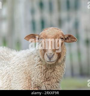 Ardennes voskop sheep, Mouton Roux Ardennais Stock Photo