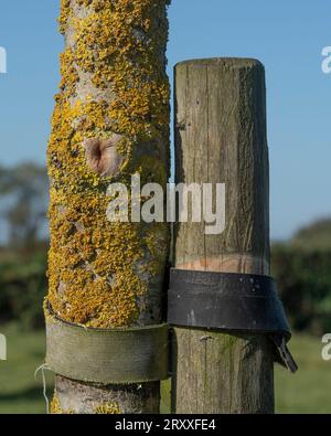 ash tree and tie strap close up showing lichen Stock Photo