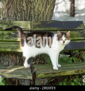 tabby cat Stock Photo