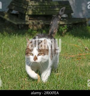 tabby cat Stock Photo