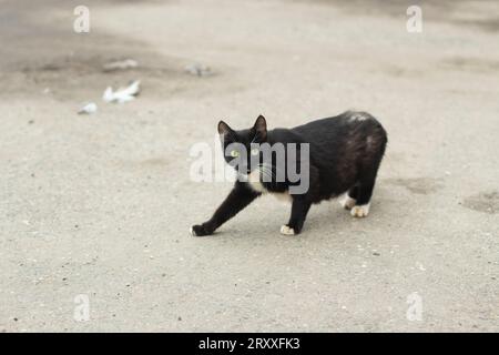 Stray cat on street. Poor animal. Black cat with bad hair. Pet is lost. Stock Photo