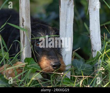 Miniature Wirehaired Dachshund looking through fence Stock Photo
