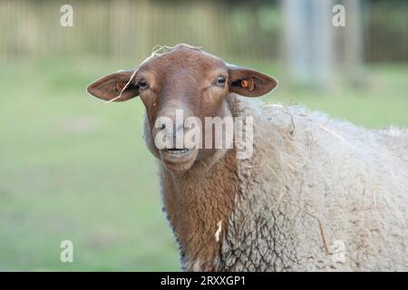 Ardense voskop sheep, Stock Photo