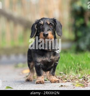 miniature wirehaired dachshund Stock Photo