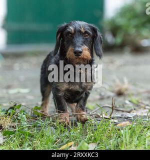 Miniature Wirehaired Dachshund teckel dog Stock Photo