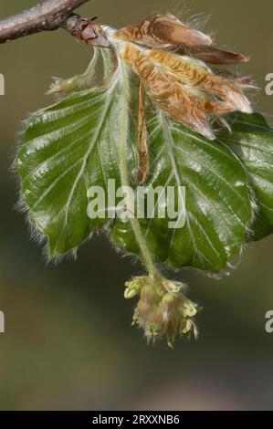 Common beech (Fagus sylvatica), male flower, North Rhine-Westphalia, Germany Stock Photo