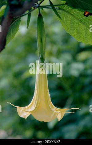 Angel's trumpet (Brugmansia arborea), flower (Datura arborea) Stock Photo